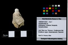 Foto (Objekt + Etikett) von Goniodromites sp.  (NHMW-GEO-1990-0041-3252)